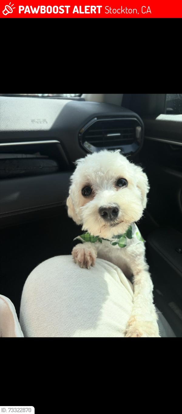 Lost Male Dog last seen California street, Stockton, CA 95204