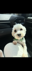 Lost Male Dog last seen California street, Stockton, CA 95204