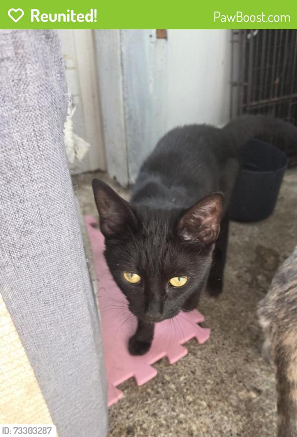 Reunited Female Cat last seen Vulcan road/Brathey cresent, Westmorland and Furness, England LA14 2BH