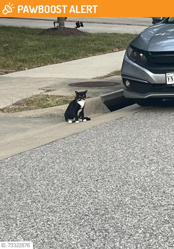 Found/Stray Unknown Cat last seen Genito, Chesterfield County, VA 23112