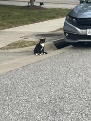 Found/Stray Unknown Cat last seen Genito, Chesterfield County, VA 23112