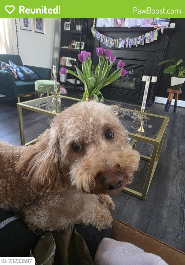 Reunited Male Dog last seen Walmsley Blvd near Turner Rd, Walmsley Blvd, VA 23234
