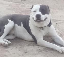 Lost Male Dog last seen Desert Breeze and ransford mojave, California City, CA 93505