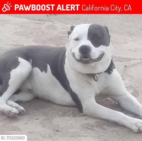Lost Male Dog last seen Desert Breeze and ransford mojave, California City, CA 93505