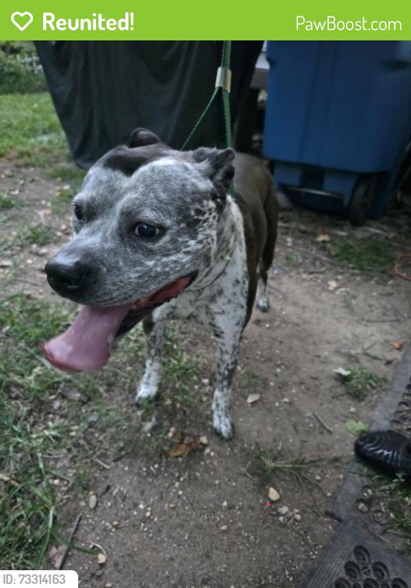 Reunited Male Dog last seen Council Drive/ Elmhurst street, District Heights, MD 20747