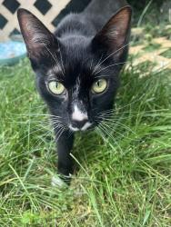 Found/Stray Unknown Cat last seen Academy Street, Salem, VA 24153
