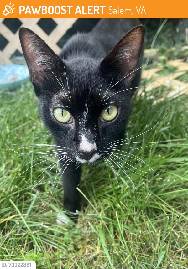 Found/Stray Unknown Cat last seen Academy Street, Salem, VA 24153