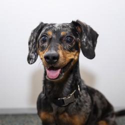 Reunited Female Dog last seen Dancy and St. John's Ave, Jacksonville, FL 32205