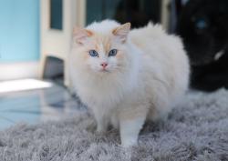 Reunited Male Cat last seen Ionia st, Seaford, NY 11783