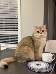 Reunited Male Cat last seen St. Madeleine Sophie Catholic Parish, Bellevue, WA 98006