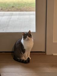 Reunited Male Cat last seen Old Suwanee road, Sugar Hill, GA 30518