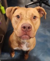Shelter Stray Female Dog last seen Near Clarence, PONTIAC, MI, 48341, 1200 N Telegraph Building 42E, Pontiac, MI 48340, USA