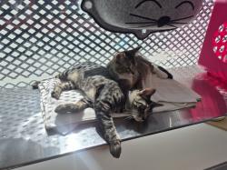 Shelter Stray Male Cat last seen N/A, BRONX, NY, 10473, 326 E 110th St, New York, NY 10029, USA