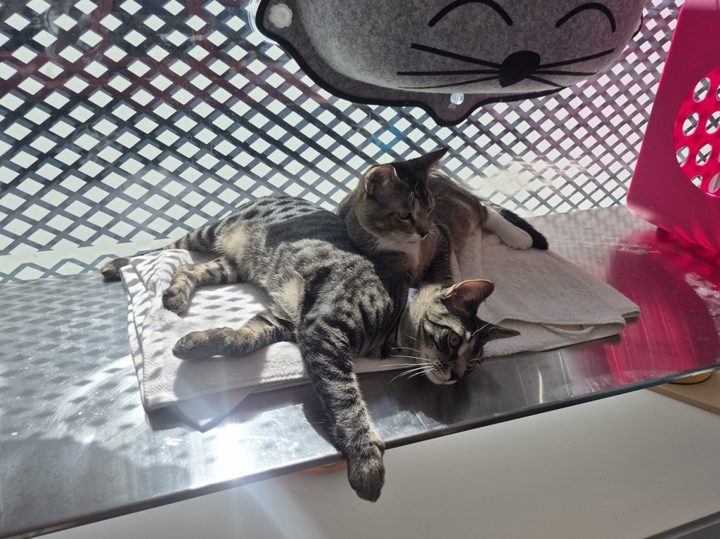 Shelter Stray Male Cat last seen N/A, BRONX, NY, 10473, 326 E 110th St, New York, NY 10029, USA