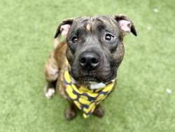 Shelter Stray Male Dog last seen E 138th Street, BRONX, NY, 10454, 326 E 110th St, New York, NY 10029, USA