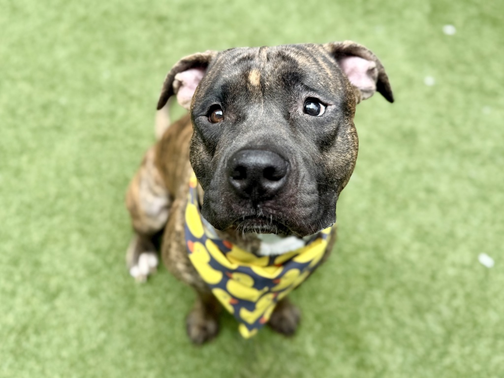 Shelter Stray Male Dog last seen E 138th Street, BRONX, NY, 10454, 326 E 110th St, New York, NY 10029, USA