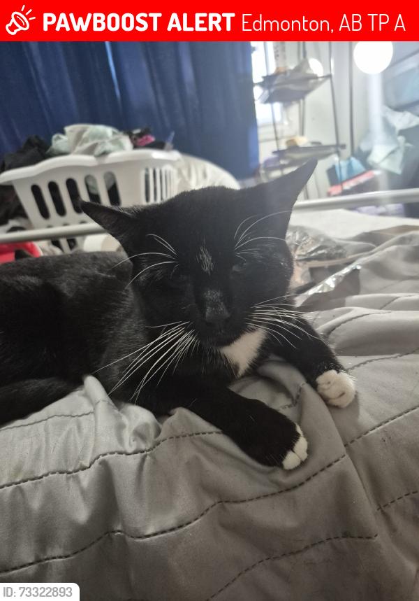 Lost Male Cat last seen Near stony plain road, Edmonton, AB T5P 3A6