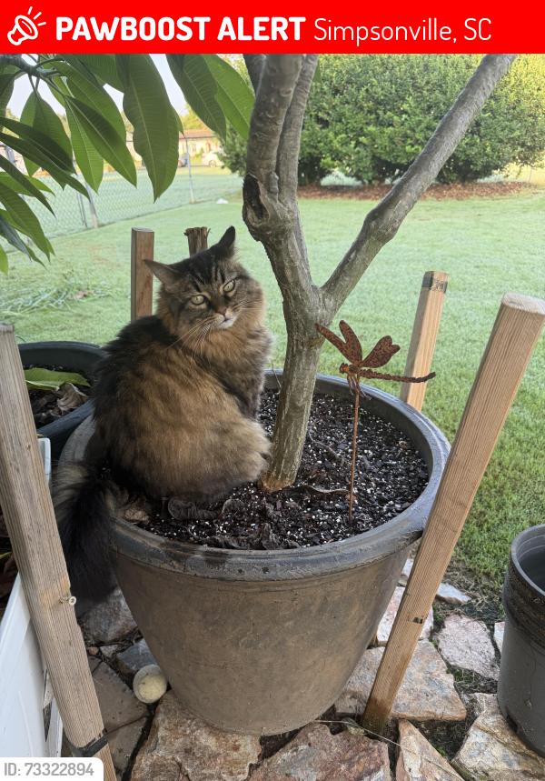 Lost Female Cat last seen Heritage Lakes subdivision, Simpsonville, SC 29681