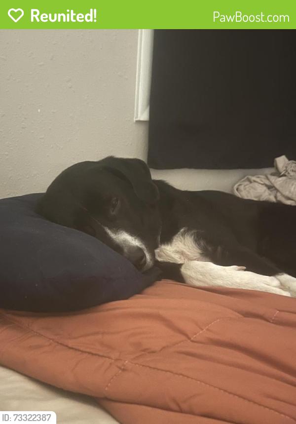 Reunited Male Dog last seen Cannon Cir, Sanford, NC 27330, USA, Sanford, NC 27330