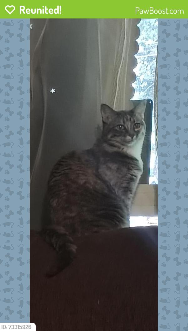 Reunited Female Cat last seen 26th ave s and 284th st, Federal Way, WA 98003