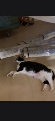 Reunited Unknown Cat last seen Templewood and Kingston, Marco Island, FL 34145