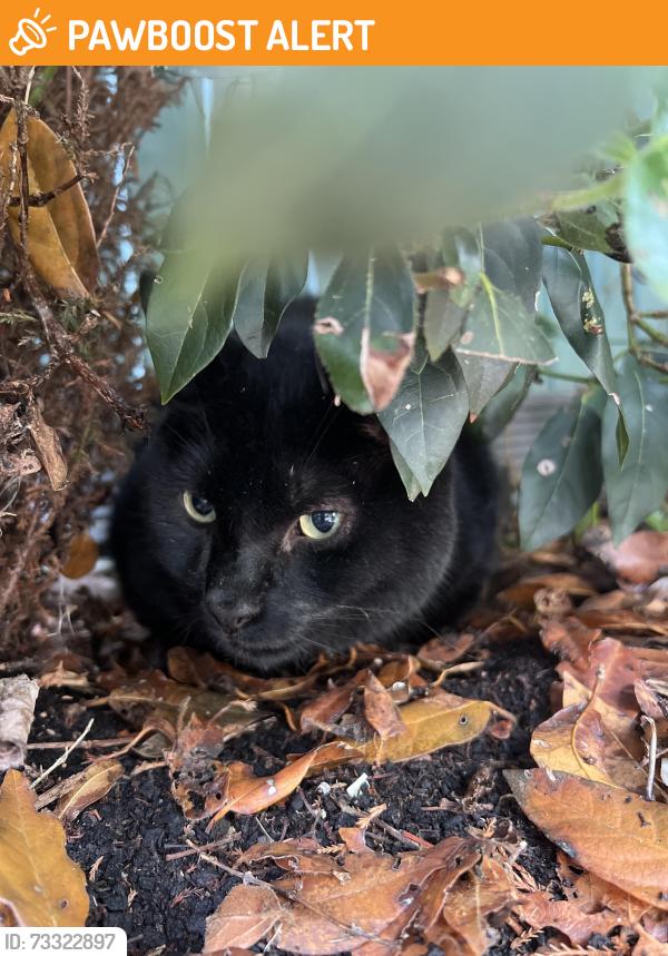 Found/Stray Unknown Cat last seen Near one stop, Norton Canes, England 