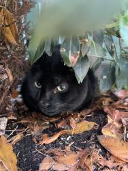 Found/Stray Unknown Cat last seen Near one stop, Norton Canes, England 