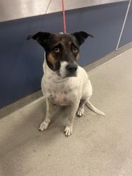 Shelter Stray Female Dog last seen Near BLOCK N MIAMI AVE, 3599 NW 79th Ave, Doral, FL 33122, USA