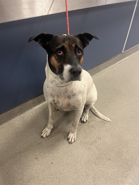 Shelter Stray Female Dog last seen Near BLOCK N MIAMI AVE, 3599 NW 79th Ave, Doral, FL 33122, USA