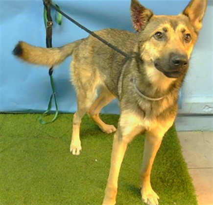 Shelter Stray Female Dog last seen , 216 W Victoria St, Gardena, CA 90248, USA