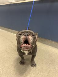Shelter Stray Male Dog last seen Near BLOCK NW 199TH ST, 3599 NW 79th Ave, Doral, FL 33122, USA
