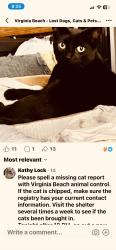 Found/Stray Female Cat last seen Coral Gables ct, Va bch va, Virginia Beach, VA 23452