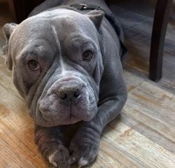 Found/Stray Male Dog last seen McDonald 151st St, Miami, FL 33168