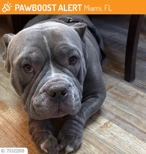 Found/Stray Male Dog last seen McDonald 151st St, Miami, FL 33168