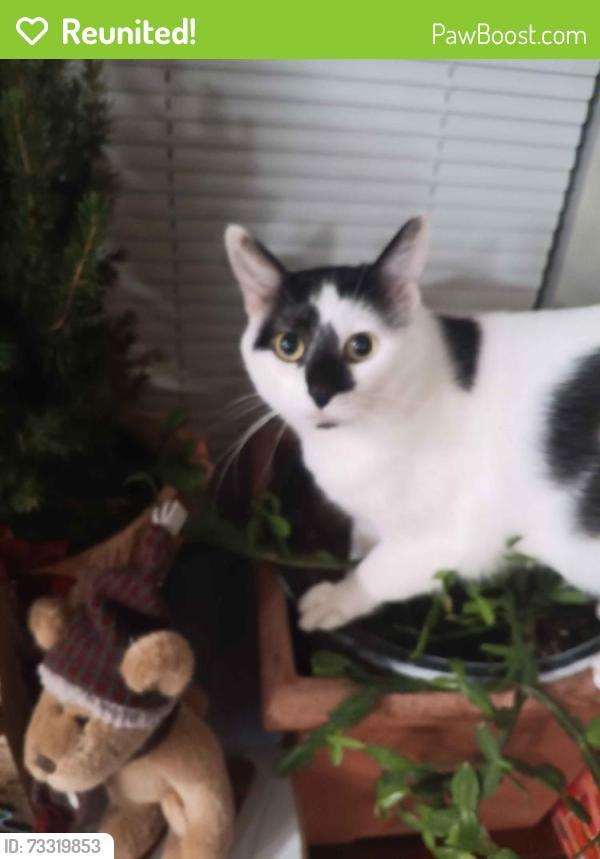 Reunited Male Cat last seen Lyons Valley s, Lyons, CO 80540