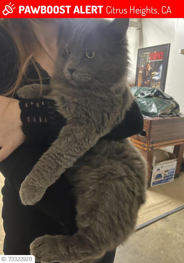 Lost Male Cat last seen Navion, Citrus Heights, CA 95621