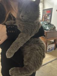 Lost Male Cat last seen Navion, Citrus Heights, CA 95621