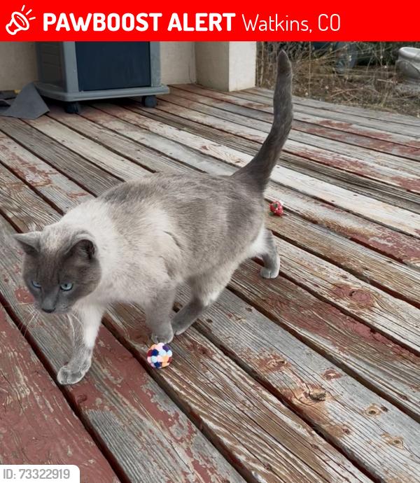 Lost Male Cat last seen Prairie View in Watkins, Watkins, CO 80137
