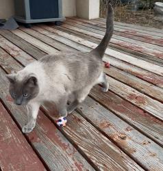 Lost Male Cat last seen Prairie View in Watkins, Watkins, CO 80137