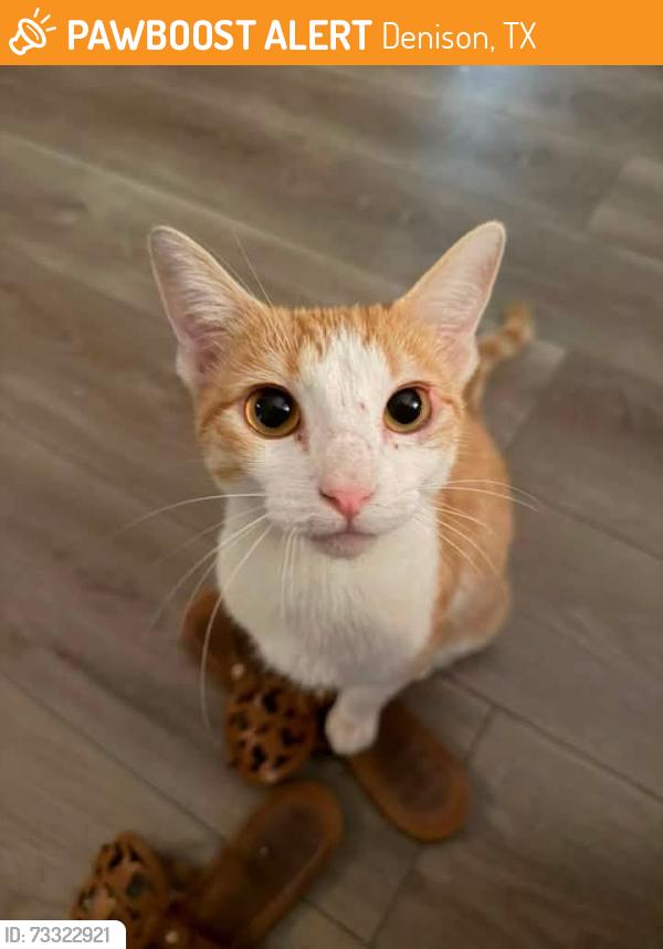 Found/Stray Female Cat last seen Oakwood, Denison, TX 75020