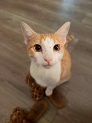 Found/Stray Female Cat last seen Oakwood, Denison, TX 75020
