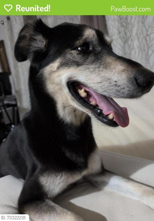 Reunited Male Dog last seen 59th and Raytown Rd, Raytown, MO 64133