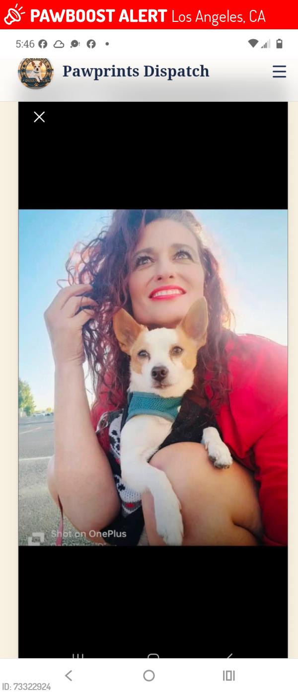Lost Male Dog last seen Santa Rosalia drive, Los Angeles, CA 90008
