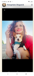 Lost Male Dog last seen Santa Rosalia drive, Los Angeles, CA 90008