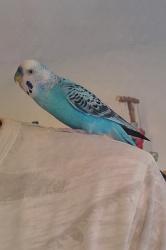 Reunited Male Bird last seen Jordan Park and Jefferson Park, Brampton, ON L6S 3T6