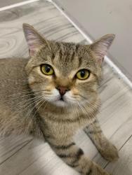 Lost Male Cat last seen Park nearby and many apmt complexes with alleyways and hiding spots for cats. Many stray cats, Brooklyn, NY 11219