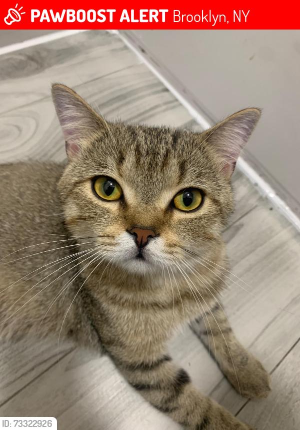 Lost Male Cat last seen Park nearby and many apmt complexes with alleyways and hiding spots for cats. Many stray cats, Brooklyn, NY 11219