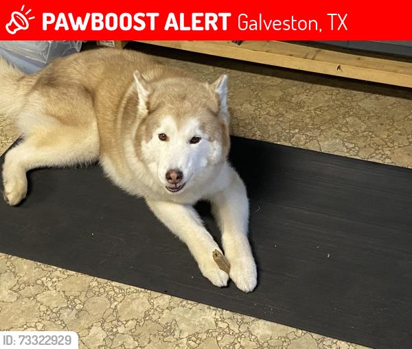 Lost Female Dog last seen Dollar general, Galveston, TX 77554