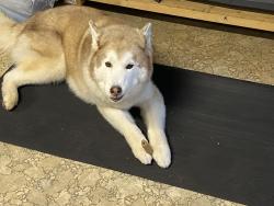 Lost Female Dog last seen Dollar general, Galveston, TX 77554