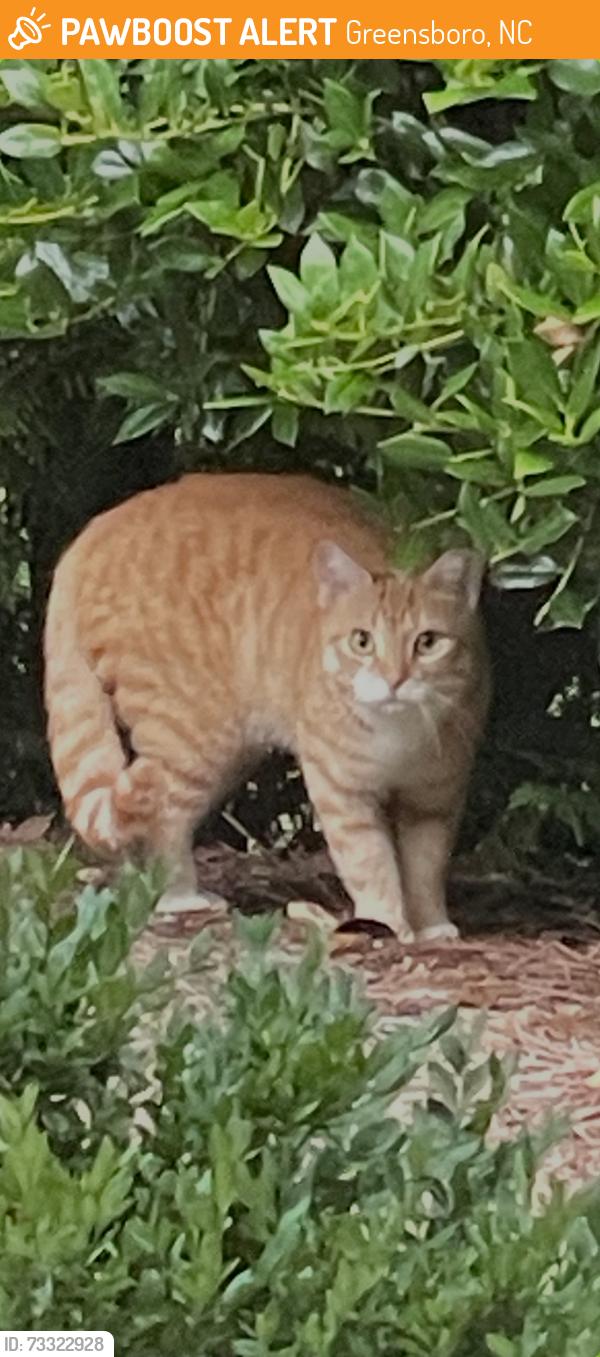 Found/Stray Unknown Cat last seen Bluff Run Drive, Greensboro, NC 27455